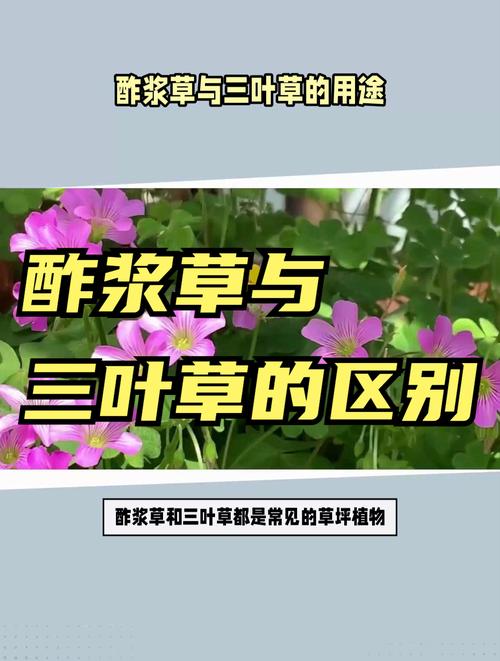 车轴草和酢浆草的区别，车轴草的做法？-第1张图片-优品飞百科