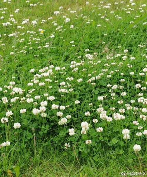 车轴草和酢浆草的区别，车轴草的做法？-第2张图片-优品飞百科