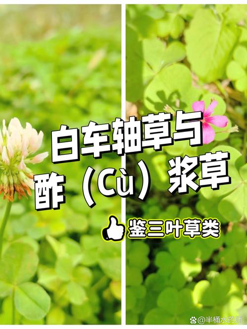 车轴草和酢浆草的区别，车轴草的做法？-第4张图片-优品飞百科