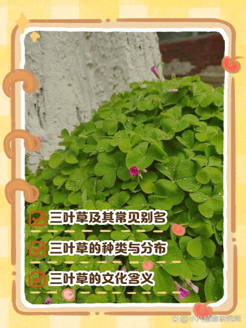 车轴草和酢浆草的区别，车轴草的做法？-第5张图片-优品飞百科