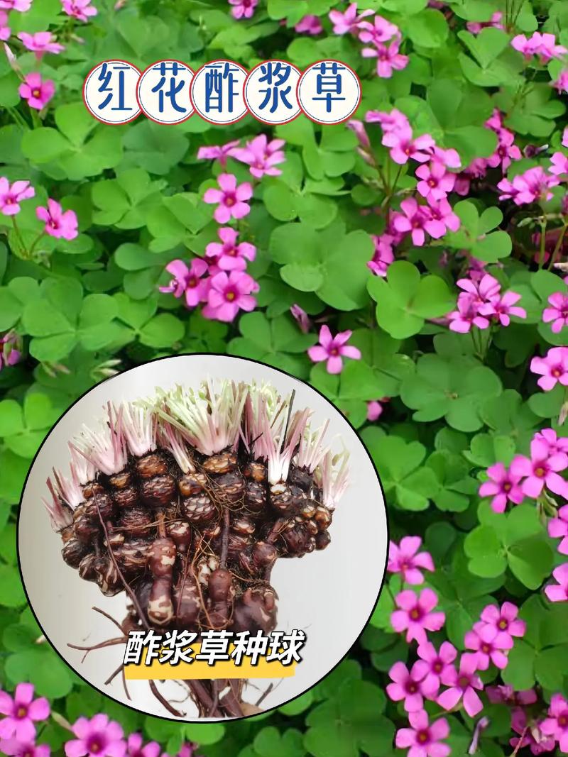 车轴草和酢浆草的区别，车轴草的做法？-第6张图片-优品飞百科