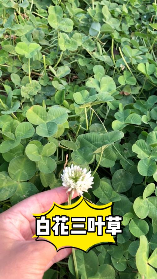 车轴草和酢浆草的区别，车轴草的做法？-第7张图片-优品飞百科