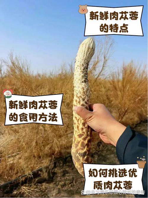 肉苁蓉能吃吗,可以泡酒吗,肉苁蓉可以泡酒吗怎样搭配?-第3张图片-优品飞百科 肉苁蓉能吃吗,可以泡酒吗,肉苁蓉可以泡酒吗怎样搭配?-第3张图片-优品飞百科