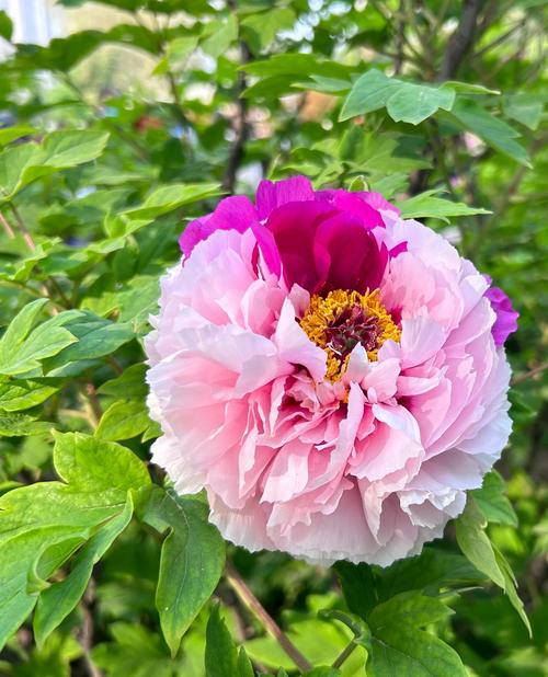 洛阳适合养什么花，市花和市树是什么？洛阳什么花最美？-第1张图片-优品飞百科