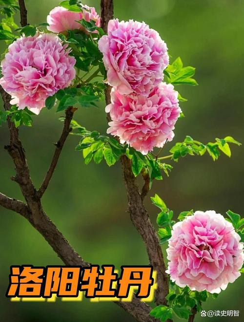 洛阳适合养什么花，市花和市树是什么？洛阳什么花最美？-第2张图片-优品飞百科