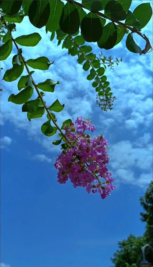 洛阳适合养什么花，市花和市树是什么？洛阳什么花最美？-第4张图片-优品飞百科