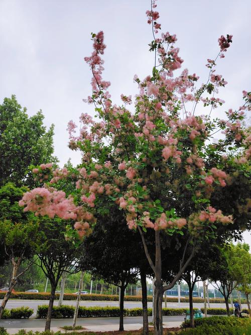 洛阳适合养什么花，市花和市树是什么？洛阳什么花最美？-第5张图片-优品飞百科