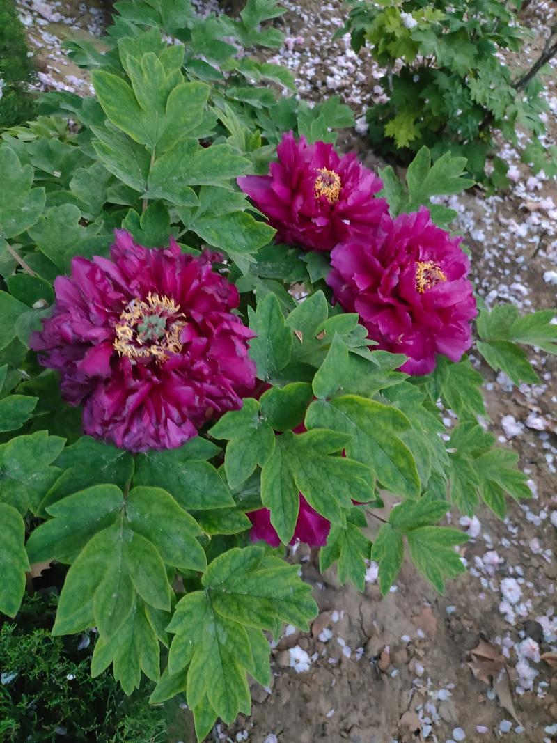 洛阳适合养什么花，市花和市树是什么？洛阳什么花最美？-第6张图片-优品飞百科