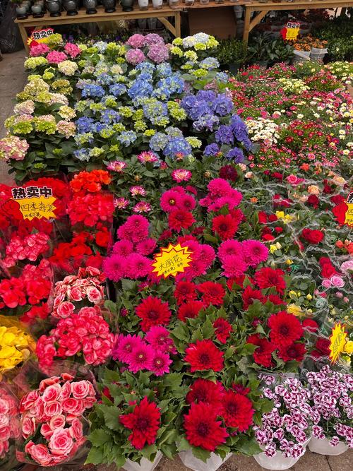 洛阳适合养什么花，市花和市树是什么？洛阳什么花最美？-第8张图片-优品飞百科