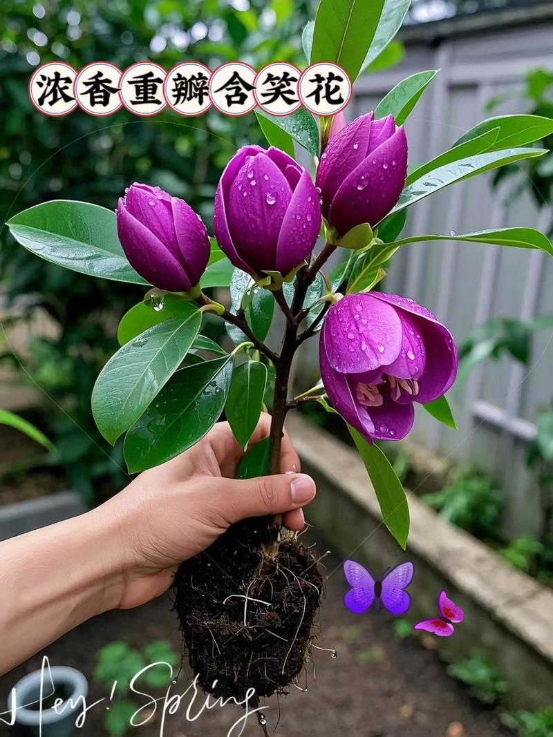 含笑花能养在室内吗，含笑花可以盆栽吗-第4张图片-优品飞百科