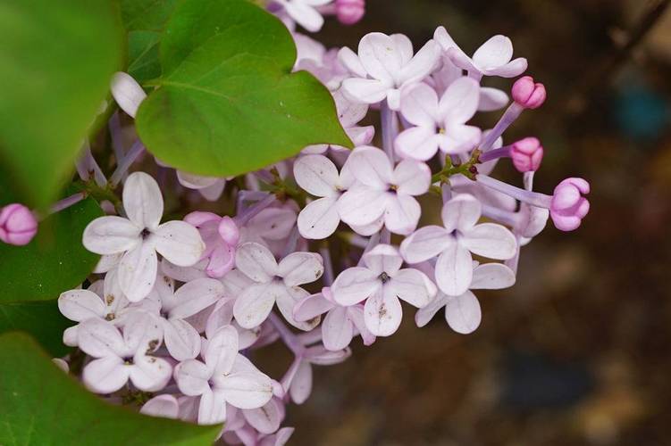 丁香花在北方能种吗，丁香花可以在室内养吗？丁香花在北方冬天能活吗？-第1张图片-优品飞百科