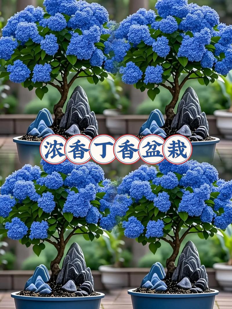 丁香花在北方能种吗，丁香花可以在室内养吗？丁香花在北方冬天能活吗？-第2张图片-优品飞百科