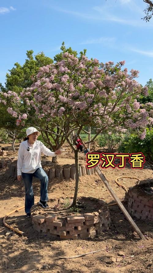 丁香花在北方能种吗，丁香花可以在室内养吗？丁香花在北方冬天能活吗？-第3张图片-优品飞百科