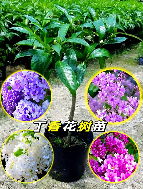 丁香花在北方能种吗，丁香花可以在室内养吗？丁香花在北方冬天能活吗？-第4张图片-优品飞百科
