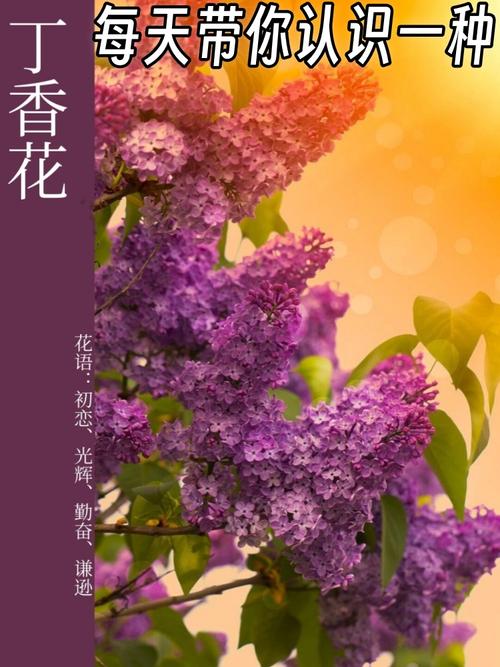丁香花在北方能种吗，丁香花可以在室内养吗？丁香花在北方冬天能活吗？-第5张图片-优品飞百科