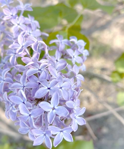 丁香花在北方能种吗，丁香花可以在室内养吗？丁香花在北方冬天能活吗？-第6张图片-优品飞百科