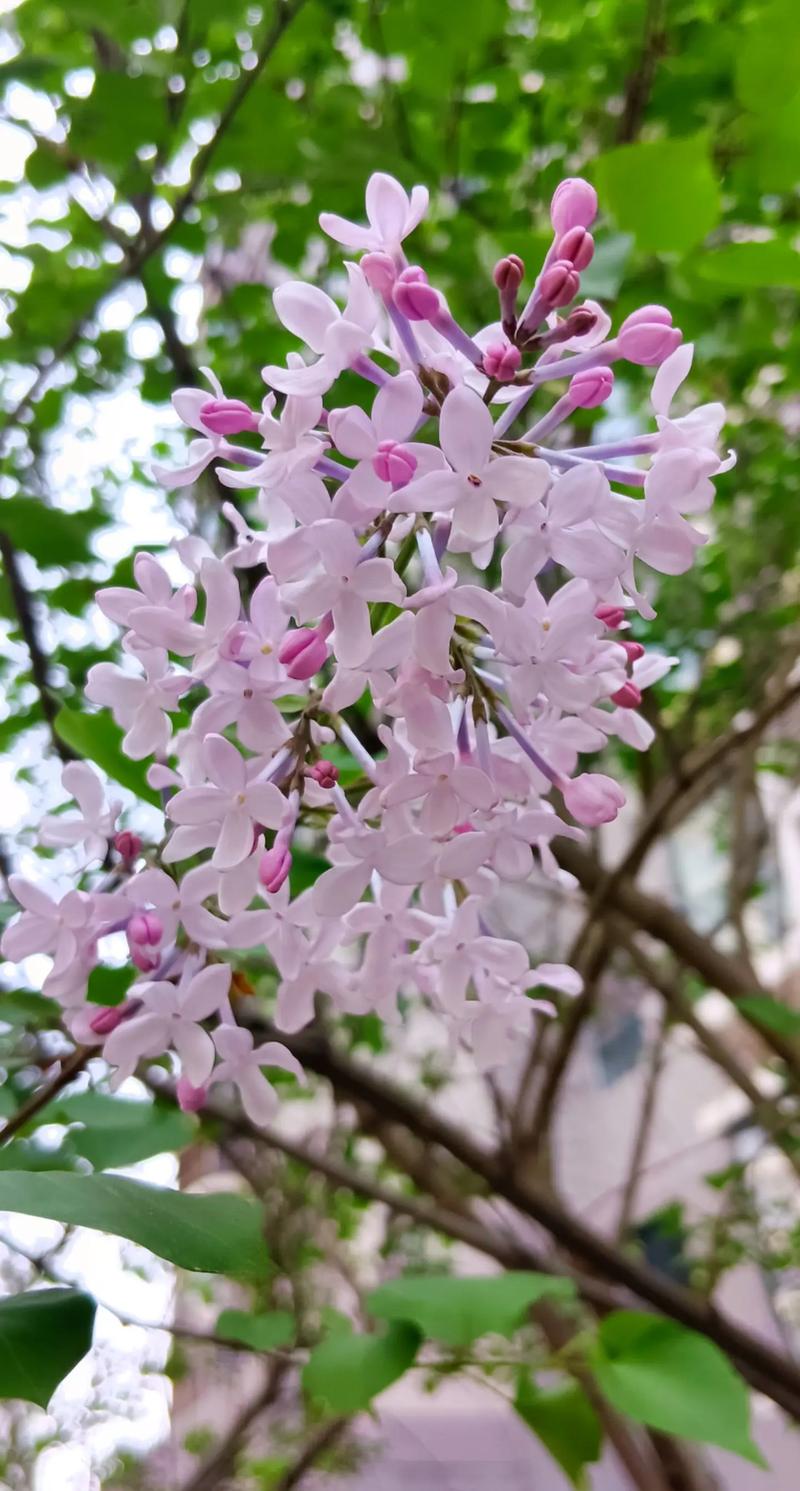 丁香花在北方能种吗，丁香花可以在室内养吗？丁香花在北方冬天能活吗？-第7张图片-优品飞百科
