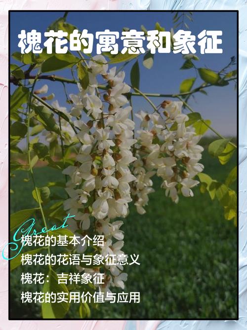 槐花的花语和文化寓意，槐花象征着什么意思？-第2张图片-优品飞百科