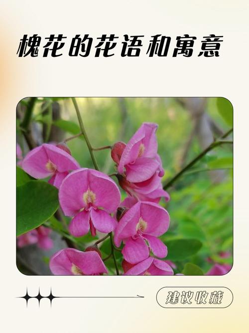 槐花的花语和文化寓意，槐花象征着什么意思？-第3张图片-优品飞百科