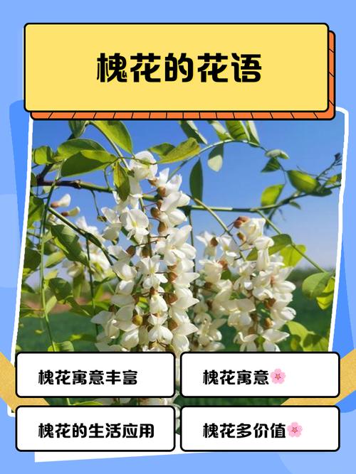 槐花的花语和文化寓意，槐花象征着什么意思？-第4张图片-优品飞百科
