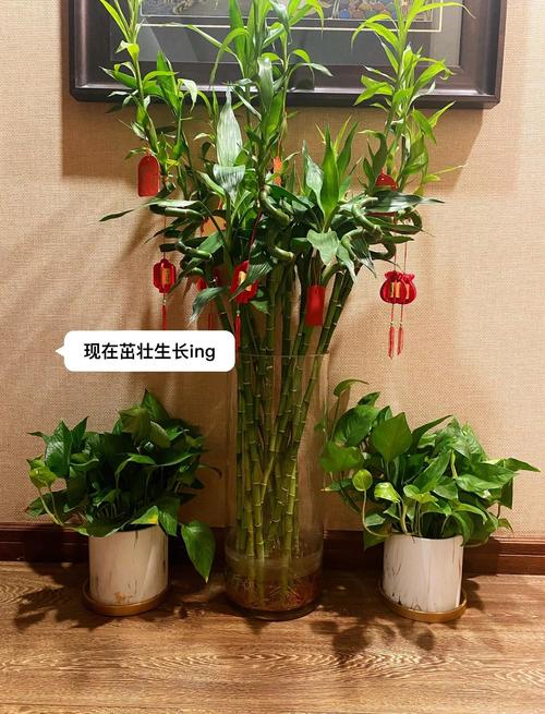 富贵竹多少根招财，富贵竹多少根招财呢?-第1张图片-优品飞百科