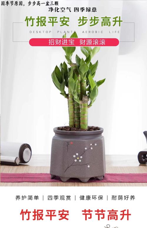 富贵竹多少根招财，富贵竹多少根招财呢?-第2张图片-优品飞百科