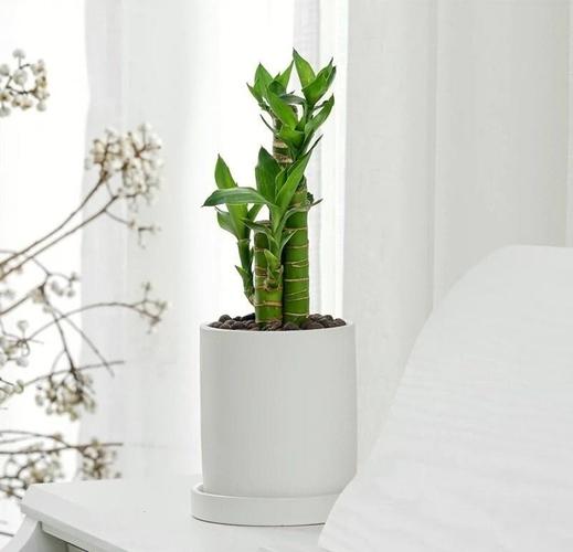 富贵竹多少根招财，富贵竹多少根招财呢?-第3张图片-优品飞百科