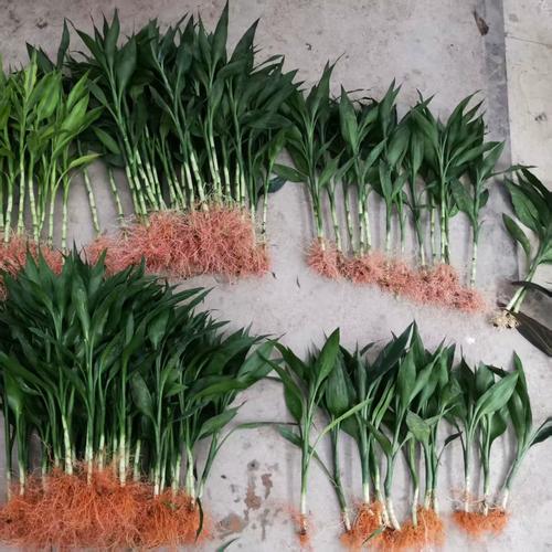 富贵竹多少根招财，富贵竹多少根招财呢?-第4张图片-优品飞百科