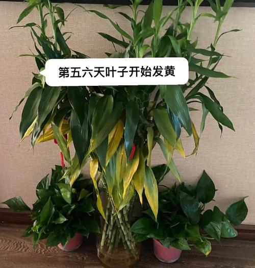 富贵竹多少根招财，富贵竹多少根招财呢?-第5张图片-优品飞百科