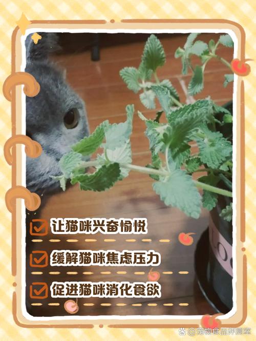 猫薄荷有什么作用，猫薄荷干什么用的?-第1张图片-优品飞百科