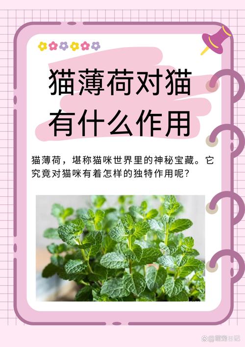 猫薄荷有什么作用，猫薄荷干什么用的?-第3张图片-优品飞百科