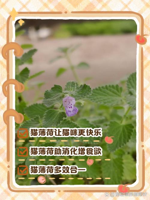 猫薄荷有什么作用，猫薄荷干什么用的?-第4张图片-优品飞百科