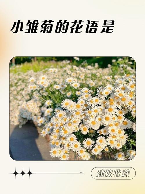 雏菊的花语和寓意,小雏菊是凶花还是吉花-第2张图片-优品飞百科 雏菊的花语和寓意,小雏菊是凶花还是吉花-第2张图片-优品飞百科