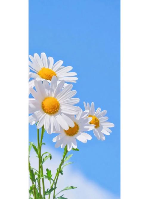 雏菊的花语和寓意,小雏菊是凶花还是吉花-第3张图片-优品飞百科 雏菊的花语和寓意,小雏菊是凶花还是吉花-第3张图片-优品飞百科