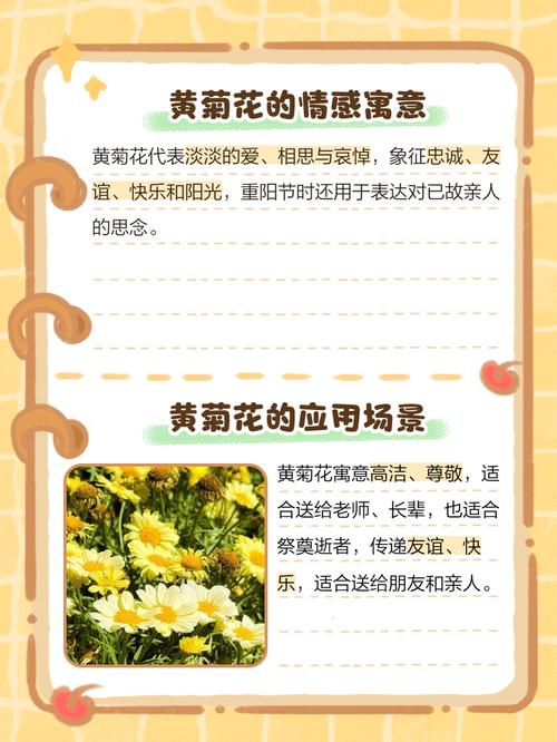 雏菊的花语和寓意,小雏菊是凶花还是吉花-第4张图片-优品飞百科 雏菊的花语和寓意,小雏菊是凶花还是吉花-第4张图片-优品飞百科