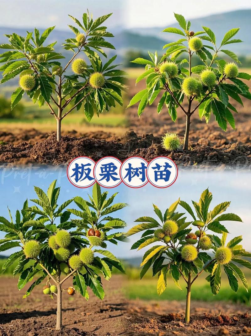 板栗树的养殖方法和注意事项，板粟树怎样栽培？-第1张图片-优品飞百科