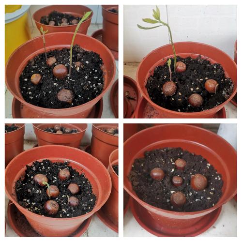 板栗树的养殖方法和注意事项，板粟树怎样栽培？-第2张图片-优品飞百科