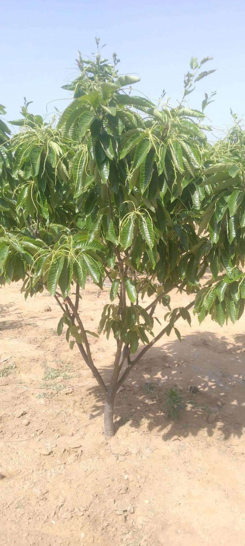 板栗树的养殖方法和注意事项，板粟树怎样栽培？-第3张图片-优品飞百科