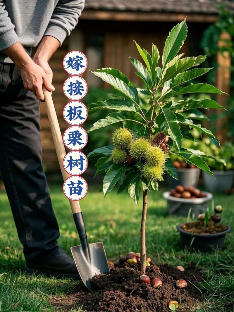 板栗树的养殖方法和注意事项，板粟树怎样栽培？-第4张图片-优品飞百科