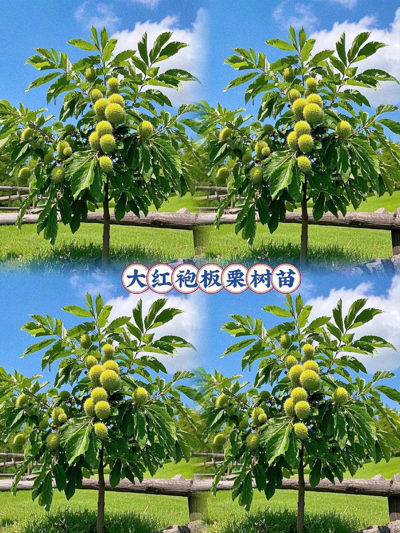 板栗树的养殖方法和注意事项，板粟树怎样栽培？-第5张图片-优品飞百科