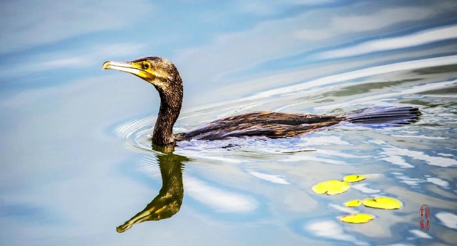 荇菜有什么作用，荇菜是一种什么菜？-第1张图片-优品飞百科