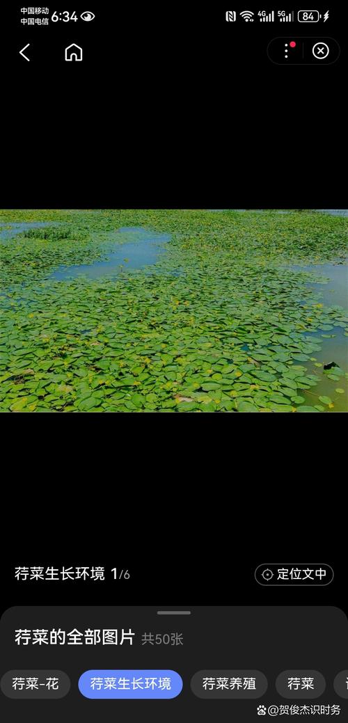 荇菜有什么作用，荇菜是一种什么菜？-第3张图片-优品飞百科