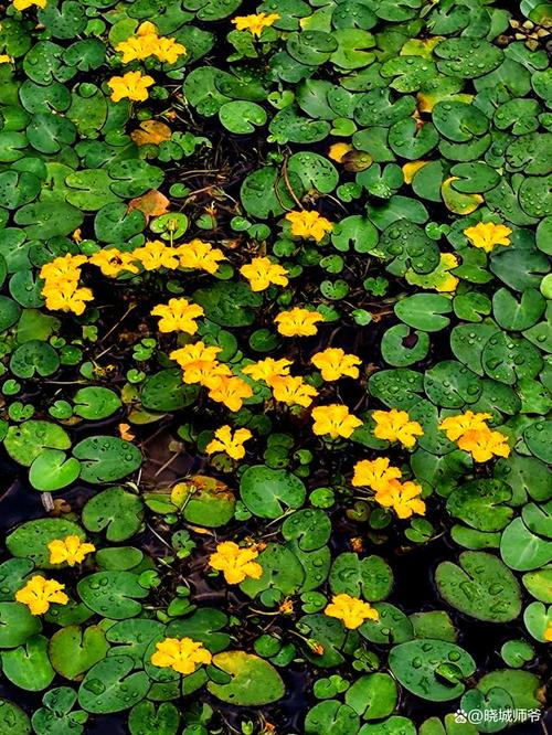 荇菜有什么作用，荇菜是一种什么菜？-第4张图片-优品飞百科