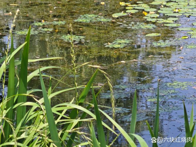 荇菜有什么作用，荇菜是一种什么菜？-第5张图片-优品飞百科