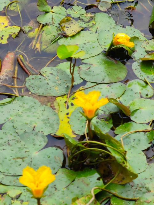 荇菜有什么作用，荇菜是一种什么菜？-第6张图片-优品飞百科