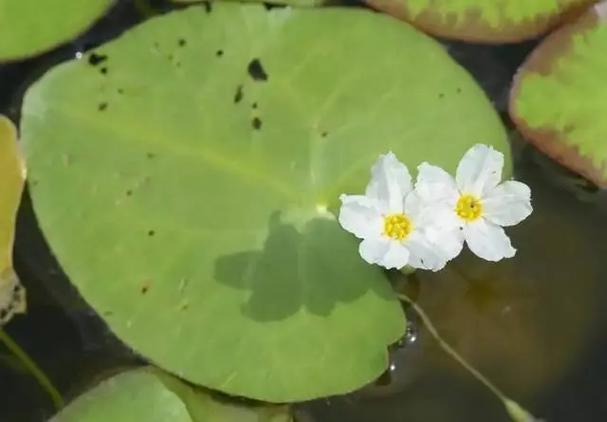 荇菜有什么作用，荇菜是一种什么菜？-第7张图片-优品飞百科