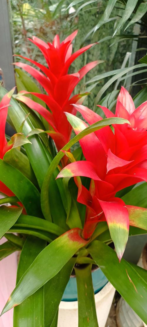 鸿运当头的花语和寓意，送人有什么禁忌，鸿运当头的花好吗？-第4张图片-优品飞百科