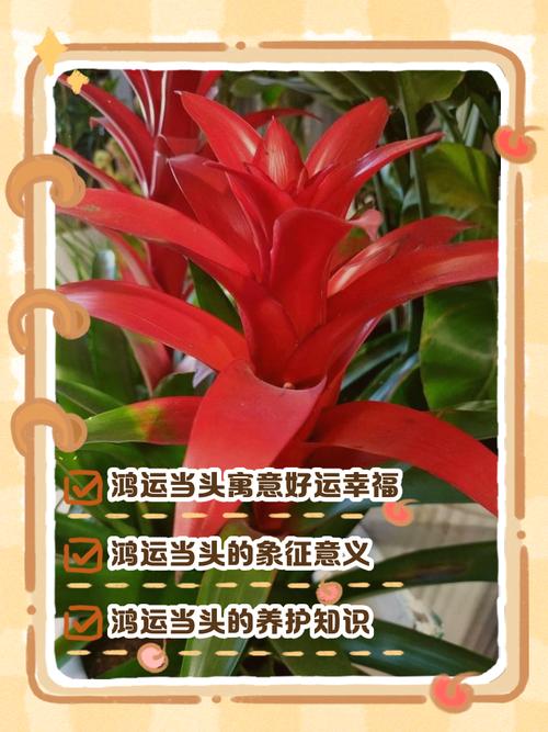 鸿运当头的花语和寓意，送人有什么禁忌，鸿运当头的花好吗？-第5张图片-优品飞百科