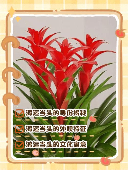 鸿运当头的花语和寓意，送人有什么禁忌，鸿运当头的花好吗？-第7张图片-优品飞百科