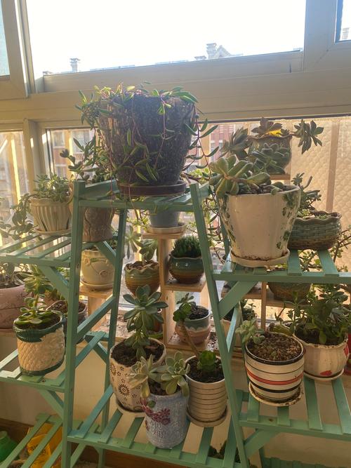 花架子适合放什么花,花架子放什么花好?-第1张图片-优品飞百科 花架子适合放什么花,花架子放什么花好?-第1张图片-优品飞百科